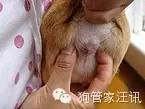 不同犬种洗澡要求_洗澡时如何清洗狗狗的肋部_狗狗洗澡频率