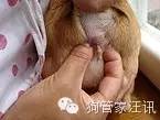狗狗洗澡频率_不同犬种洗澡要求_洗澡时如何清洗狗狗的肋部