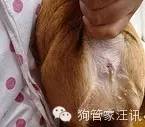 不同犬种洗澡要求_洗澡时如何清洗狗狗的肋部_狗狗洗澡频率