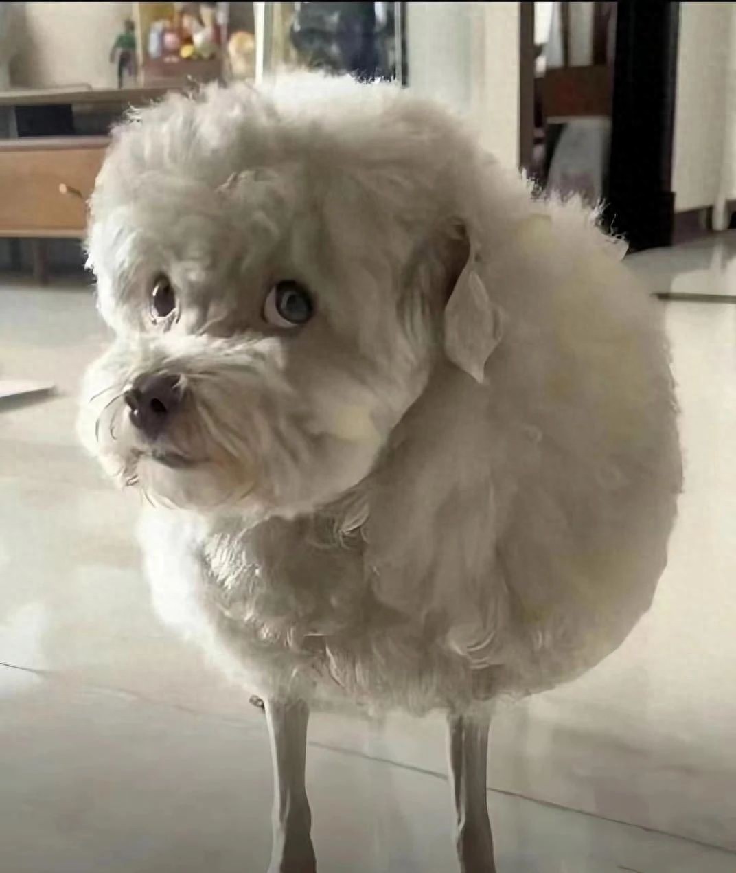 别以为狗狗不懂 “美丑”,它们真的会因为发型 “emo”!-派特超人-宠物