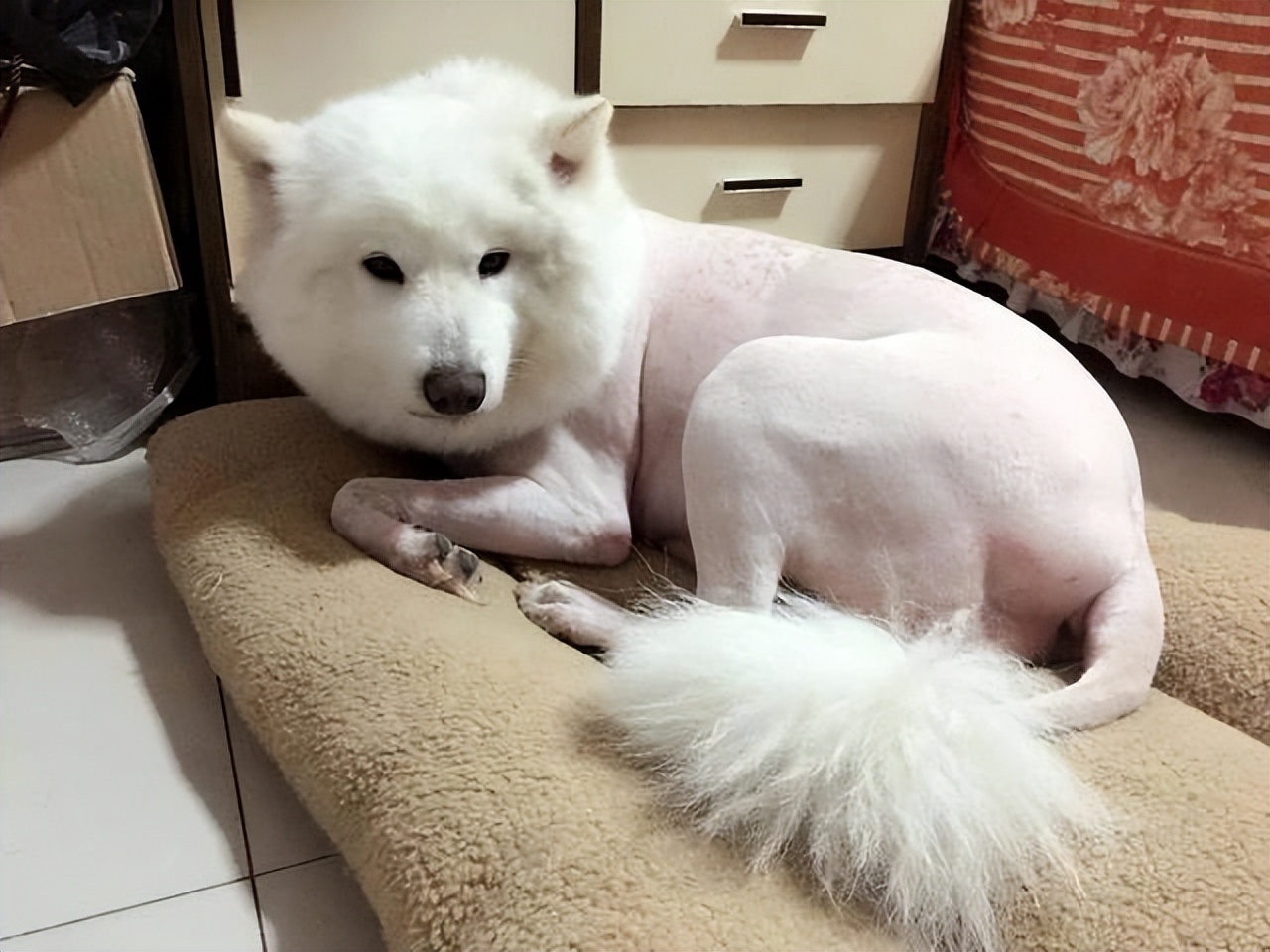 狗狗剪毛后情绪变化_狗狗专业造型的保持技巧_狗狗毛发修剪影响社交