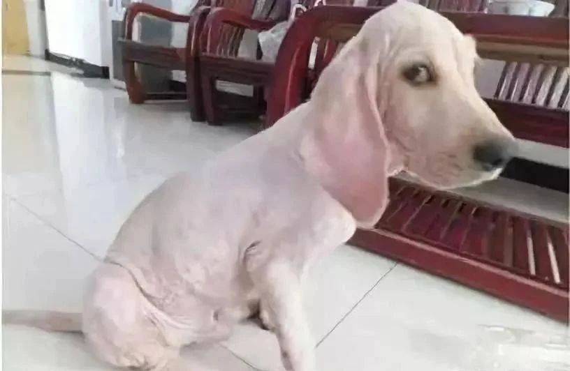 狗狗剪毛后情绪变化_狗狗专业造型的保持技巧_狗狗毛发修剪影响社交