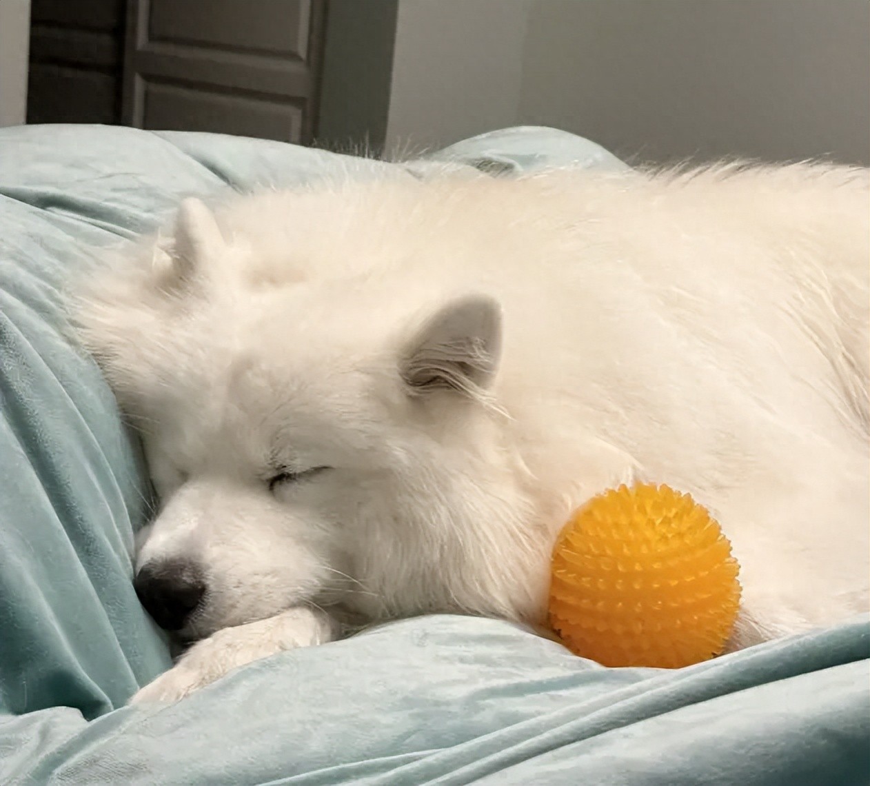 养狗多年才懂,对于狗狗来说,能上床睡觉,不只是为了贪暖-派特超人-宠物