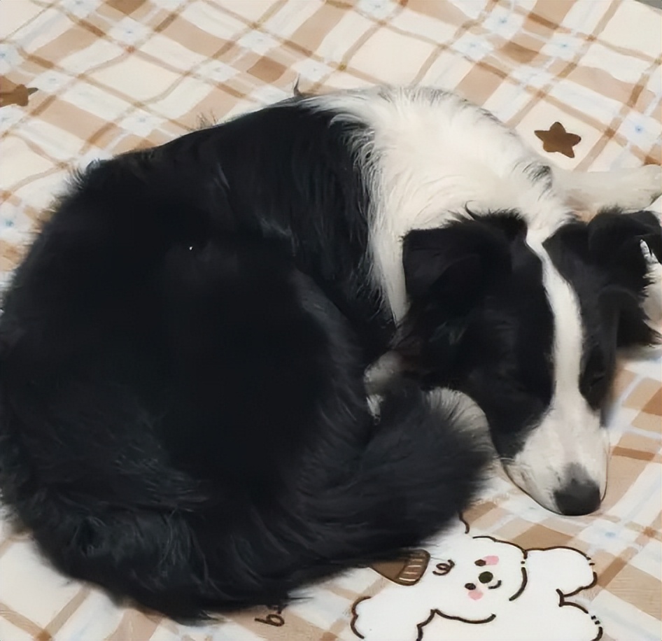 狗狗床上取暖_如何选择适合狗狗的梳子_狗狗上床睡觉原因
