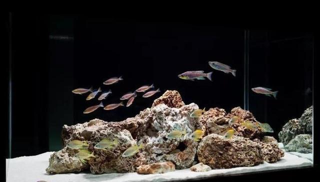 唱着《珊瑚海》饲养三湖慈鲷,整个人都变得美好了-派特超人-宠物