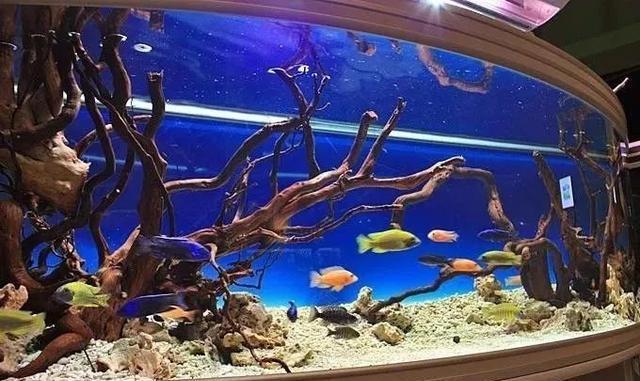 唱着《珊瑚海》饲养三湖慈鲷，整个人都变得美好了