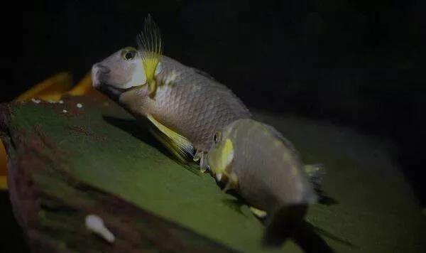 唱着《珊瑚海》饲养三湖慈鲷，整个人都变得美好了