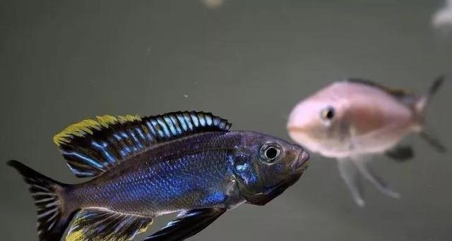 唱着《珊瑚海》饲养三湖慈鲷，整个人都变得美好了