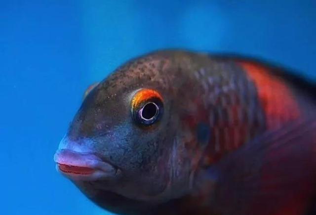 唱着《珊瑚海》饲养三湖慈鲷，整个人都变得美好了