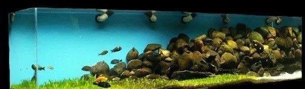 唱着《珊瑚海》饲养三湖慈鲷，整个人都变得美好了