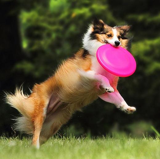 天气好狗狗就是要出去撒欢儿滚草地,但是小心招一身虫子哦-派特超人-宠物