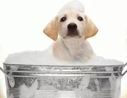 关于狗狗洗澡的5个注意事项:如何让狗狗乖乖洗澡呢?-派特超人-宠物