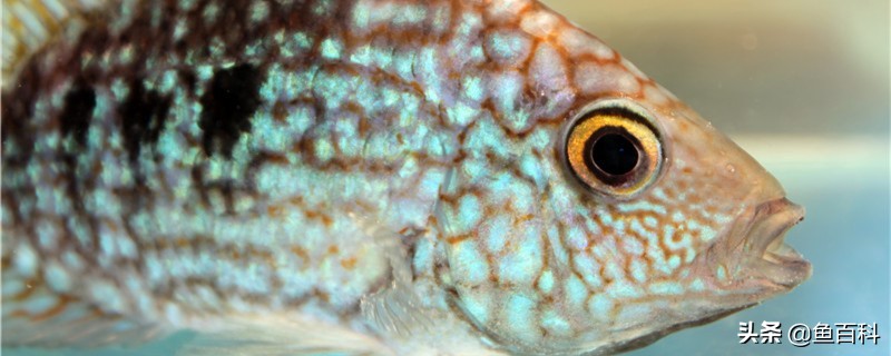 鱼产卵要注意4个方面,孵化率才高-派特超人-宠物