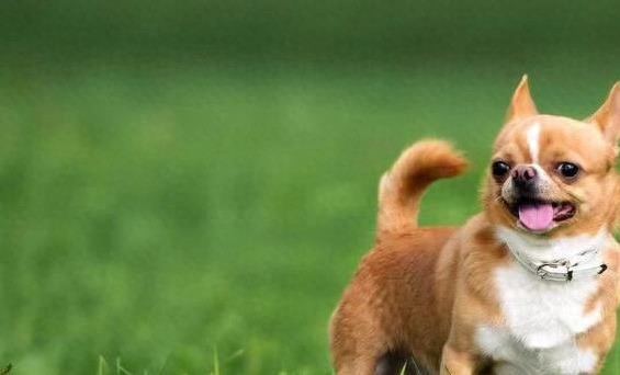 狗狗毛发干枯没光泽?3个简单方法让它颜值爆表!-派特超人-宠物