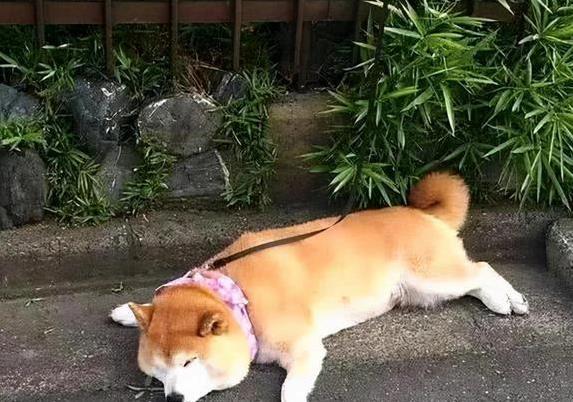 如何选择适合狗狗的梳子_狗狗毛发护理技巧_狗狗毛发亮泽护理方法