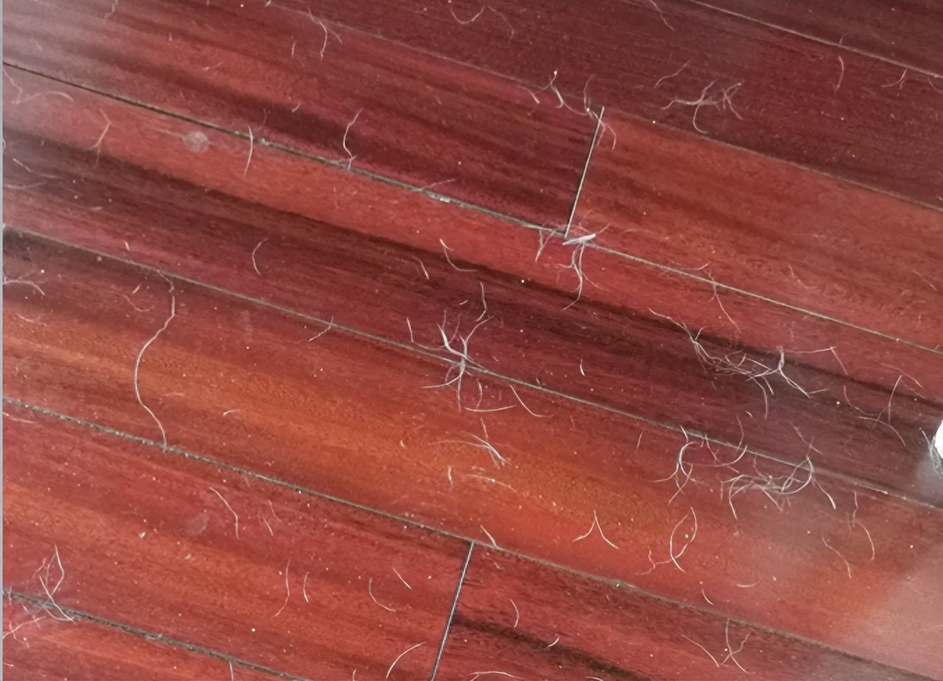 家中狗毛清理方法_狗狗毛发日常管理_如何选择适合狗狗的梳子