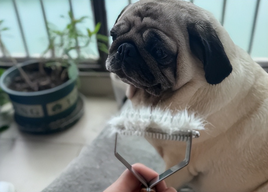 狗狗毛发日常管理_如何选择适合狗狗的梳子_家中狗毛清理方法