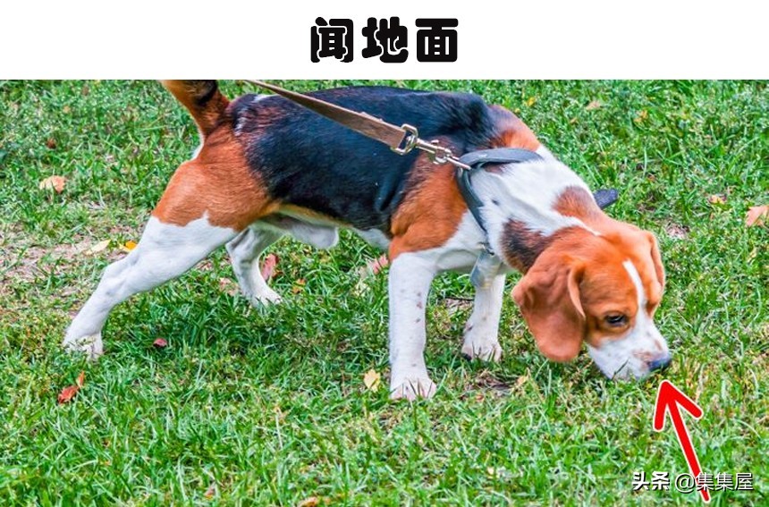 狗狗紧张时肢体语言_狗狗频繁打哈欠？压力和疼痛的信号_狗狗肢体语言不适迹象
