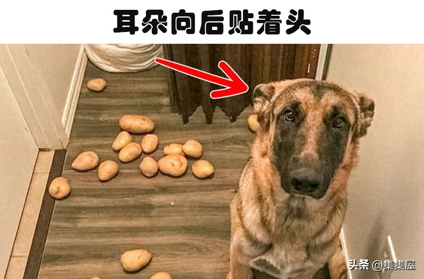 狗狗紧张时肢体语言_狗狗肢体语言不适迹象_狗狗频繁打哈欠？压力和疼痛的信号