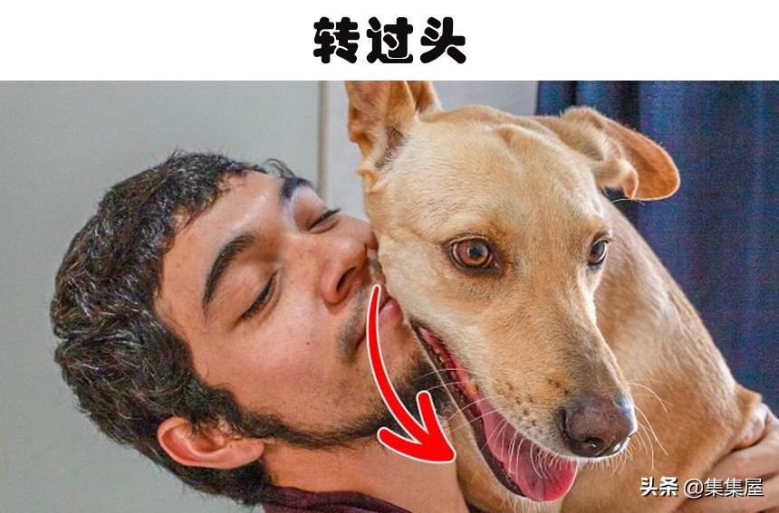 狗狗紧张时肢体语言_狗狗频繁打哈欠？压力和疼痛的信号_狗狗肢体语言不适迹象