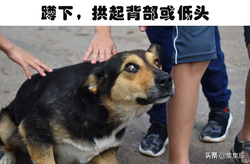 狗狗频繁打哈欠？压力和疼痛的信号_狗狗紧张时肢体语言_狗狗肢体语言不适迹象