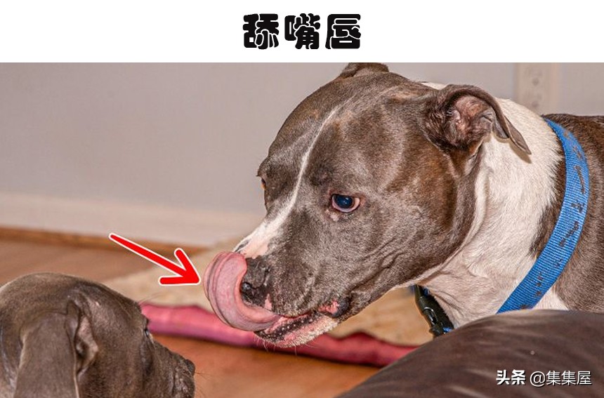 狗狗肢体语言不适迹象_狗狗紧张时肢体语言_狗狗频繁打哈欠？压力和疼痛的信号
