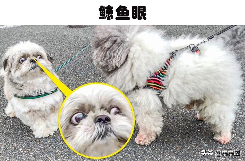 狗狗频繁打哈欠？压力和疼痛的信号_狗狗肢体语言不适迹象_狗狗紧张时肢体语言