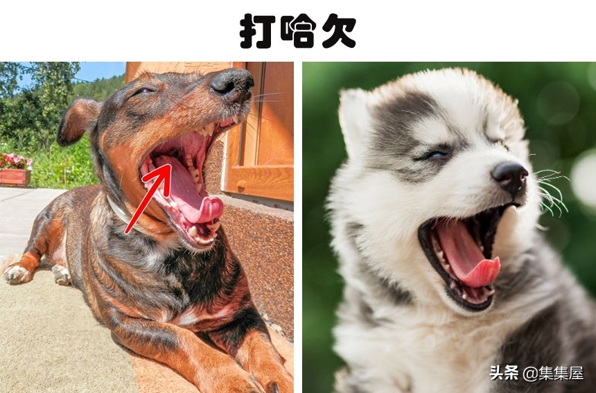 狗狗紧张时肢体语言_狗狗频繁打哈欠？压力和疼痛的信号_狗狗肢体语言不适迹象