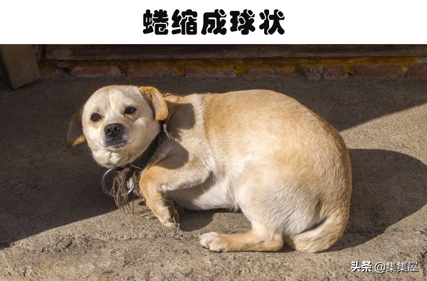 狗狗肢体语言不适迹象_狗狗紧张时肢体语言_狗狗频繁打哈欠？压力和疼痛的信号