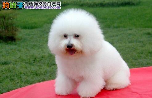 五步护牙法 教您如何护理比熊犬的牙齿-派特超人-宠物