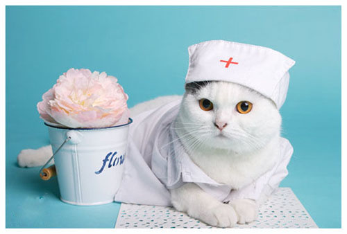 宠物训练的方法有哪些?这些方法如何培养宠物的良好行为习惯?-派特超人-宠物