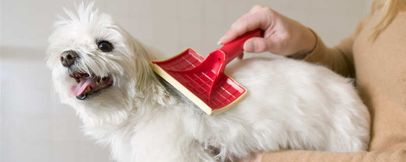 为狗狗梳毛的正确步骤 狗狗梳毛的好处-派特超人-宠物