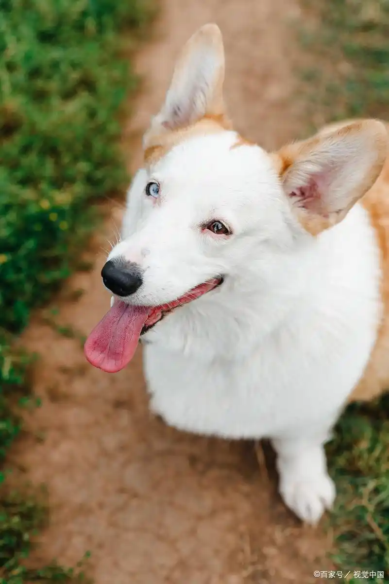 狗狗秋冬怎么预防皮毛干燥?-派特超人-宠物