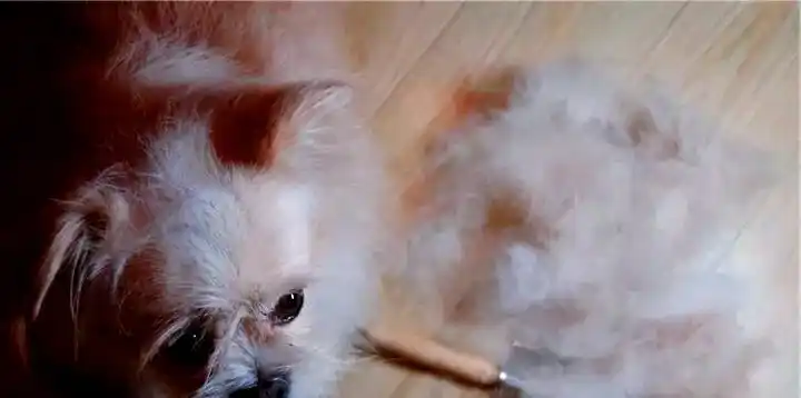 狗狗毛发干枯？营养缺乏和皮肤病的区别_狗狗内分泌失调掉毛应对_狗狗换季掉毛原因
