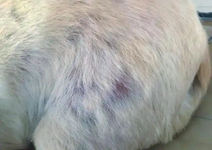 狗狗换季掉毛原因_狗狗毛发干枯？营养缺乏和皮肤病的区别_狗狗内分泌失调掉毛应对