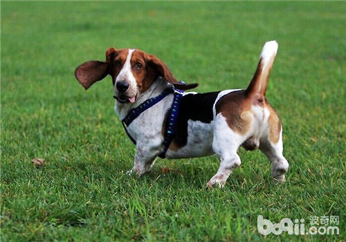 如何才能饲养出健康的狗狗-派特超人-宠物