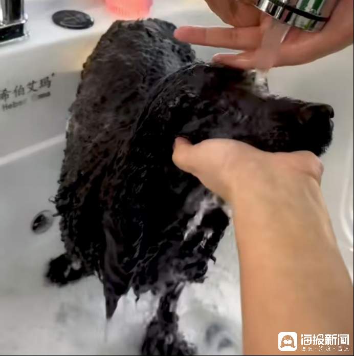 济南历下区宠物店数量_如何让狗狗爱上洗护过程_宠物店洗护服务价格