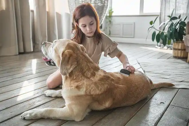 狗狗毛发干枯？营养缺乏和皮肤病的区别_宠物营养补充美毛狗粮_狗狗掉毛严重原因