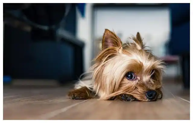 狗狗毛发干枯？营养缺乏和皮肤病的区别_宠物营养补充美毛狗粮_狗狗掉毛严重原因