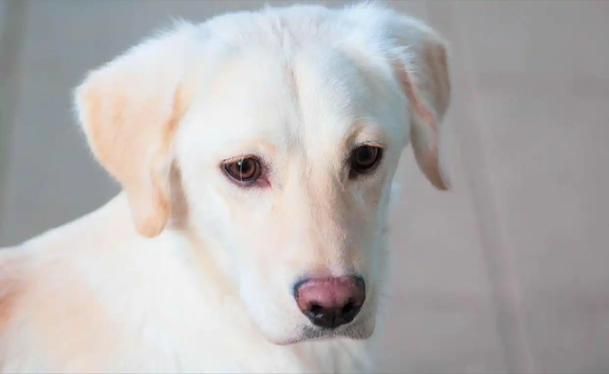 狗狗毛发干枯？营养缺乏和皮肤病的区别_狗狗掉毛严重原因_宠物营养补充美毛狗粮