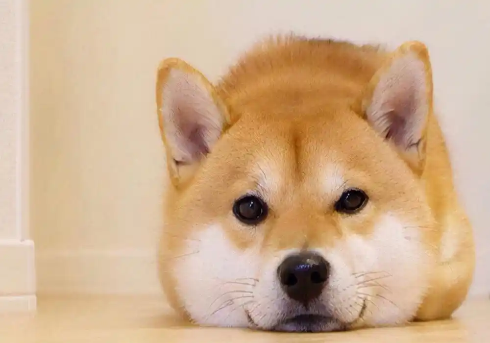 狗狗毛发干枯？营养缺乏和皮肤病的区别_宠物营养补充美毛狗粮_狗狗掉毛严重原因