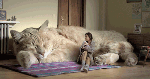 纯种猫近亲繁殖_猫咪遗传病_猫咪丙酮酸激酶缺乏症：贫血基因病