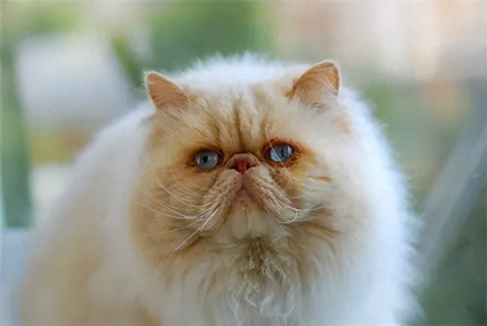 纯种猫近亲繁殖_猫咪遗传病_猫咪丙酮酸激酶缺乏症：贫血基因病