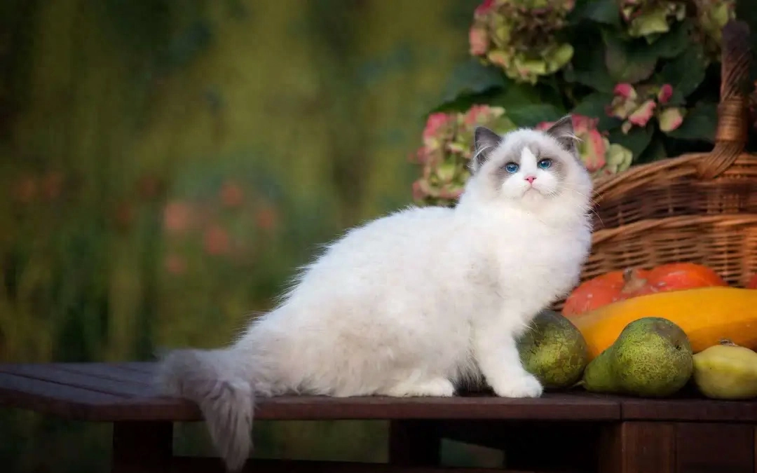 纯种猫近亲繁殖_猫咪遗传病_猫咪丙酮酸激酶缺乏症：贫血基因病
