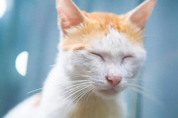 猫咪丙酮酸激酶缺乏症：贫血基因病_猫咪遗传病_纯种猫近亲繁殖