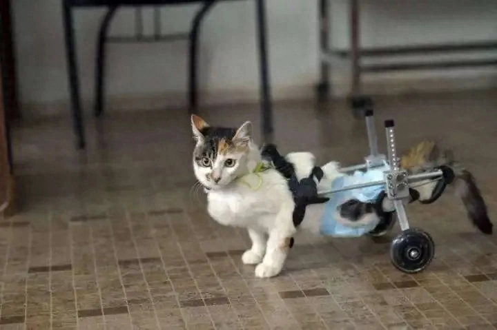 猫咪遗传病_猫咪丙酮酸激酶缺乏症：贫血基因病_纯种猫近亲繁殖