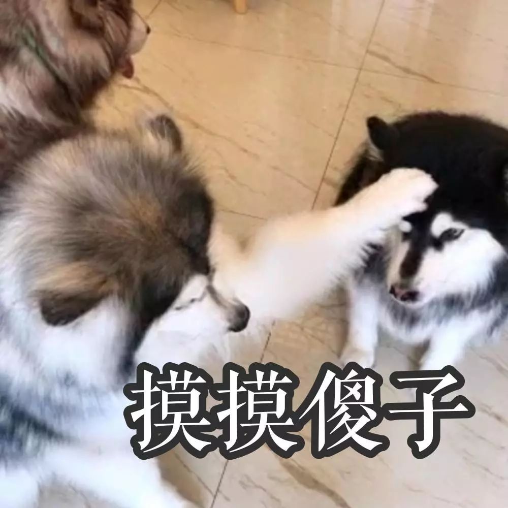宠物日常用品清单_如何让狗狗爱上洗护过程_宠物药品准备