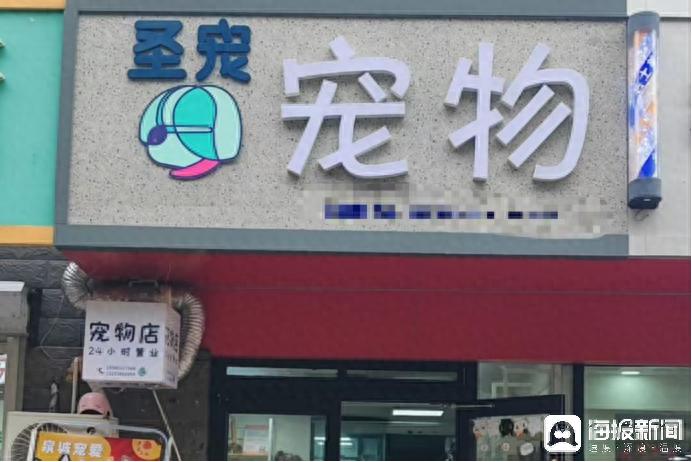 两公里内十几家宠物店 小狗洗护最高300元-派特超人-宠物