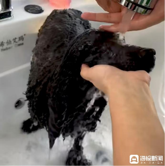 如何让狗狗爱上洗护过程_济南历下区宠物店数量_宠物店洗护服务价格