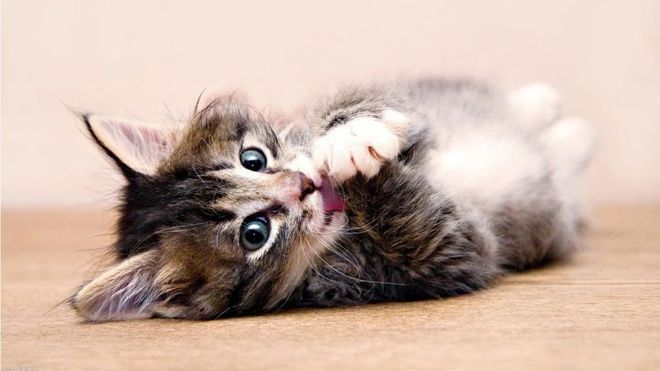 喝洗脚水、吃菜叶、狂舔毛 - 猫咪神(qi)秘(guai)行为解析-派特超人-宠物